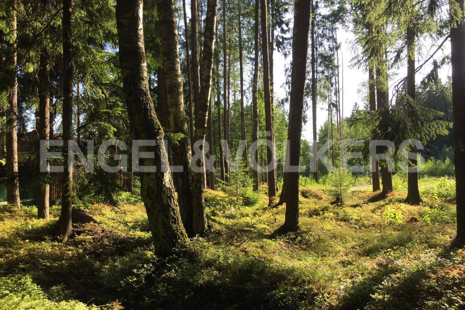 пос. комарово – земельный участок в окружении сосен в элитном месте фото 1