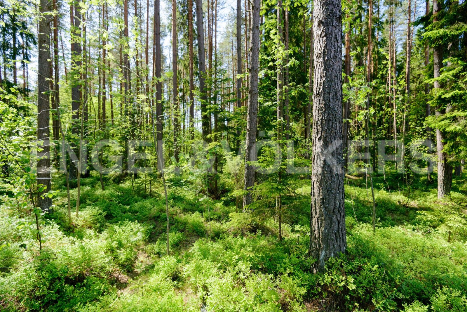 п.комарово - земельные участки в курортном районе фото 1