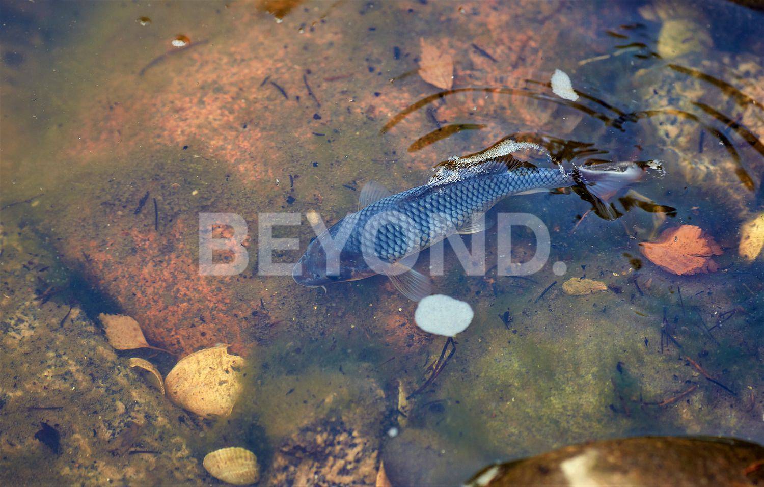 honka nova – готовый дом в престижной локации у финского залива фото 5