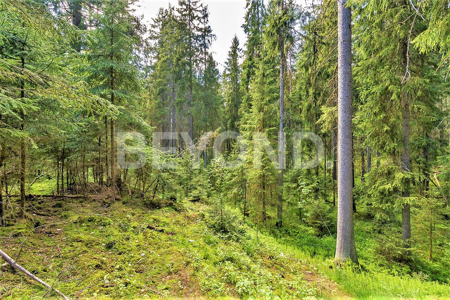 п. ленинское – приватный лесной участок на берегу ручья в статусном окружении фото 2