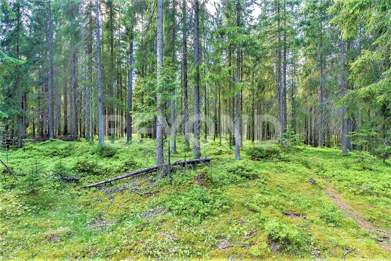 п. ленинское – приватный лесной участок на берегу ручья в статусном окружении фото 3