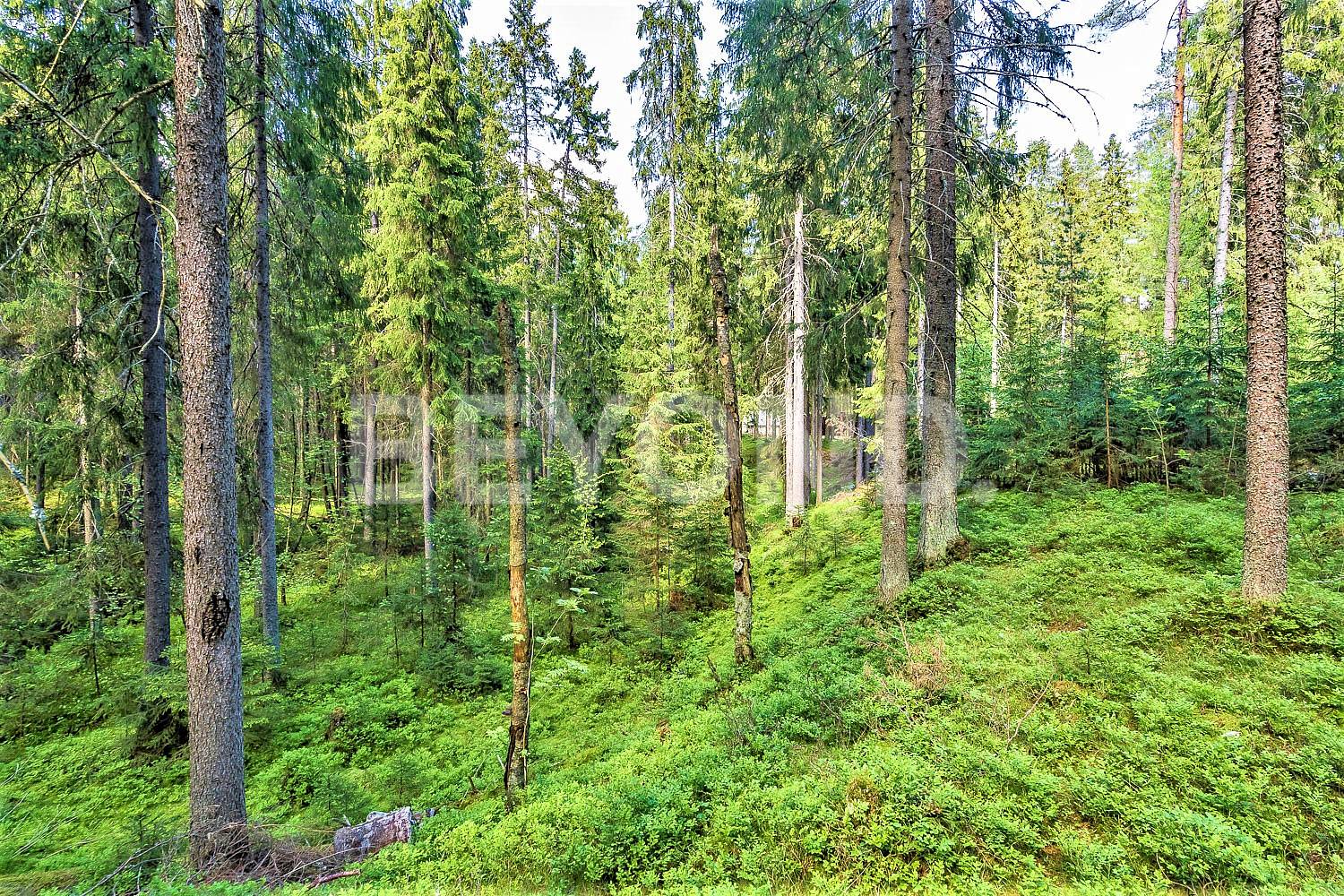 п. ленинское – приватный лесной участок на берегу ручья в статусном окружении фото 1