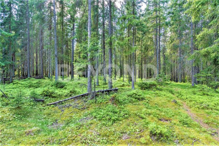 п. ленинское – приватный лесной участок в статусном окружении фото 3