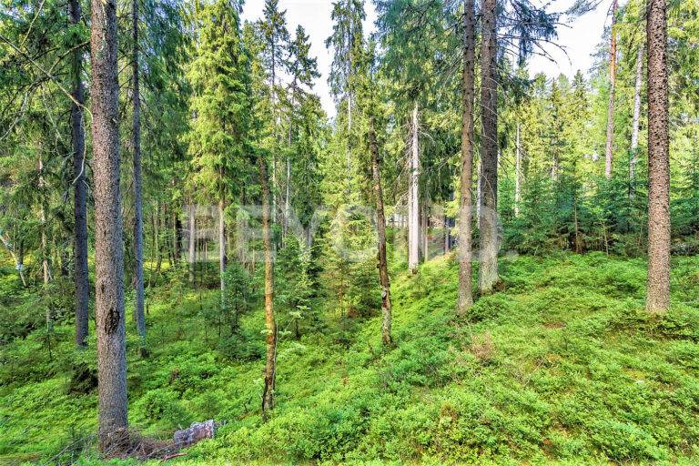 п. ленинское – приватный лесной участок в статусном окружении фото 5