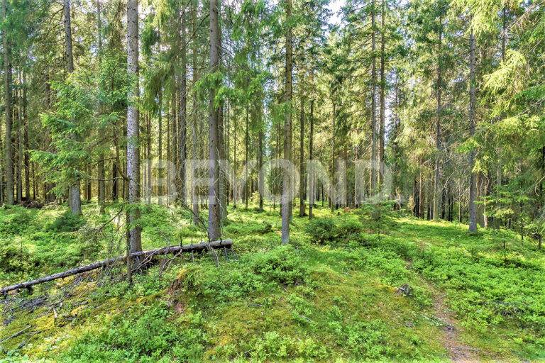 п. ленинское – приватный участок с вековыми соснами фото 2