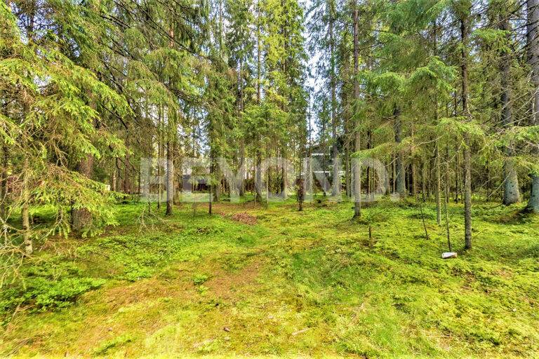 п. ленинское – приватный участок с вековыми соснами фото 4