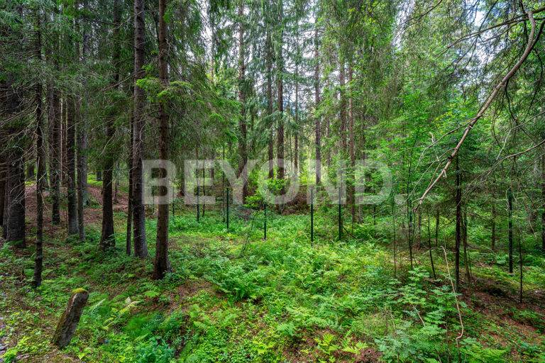 п. ушково - приватный лесной участок вблизи залива фото 5