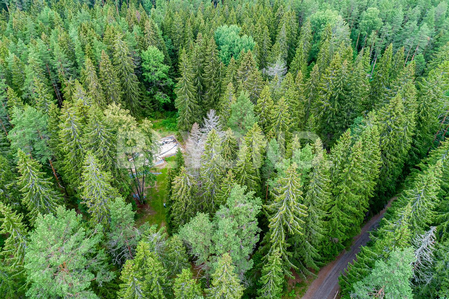 п. ушково – участок у залива в окружении векового леса фото 3