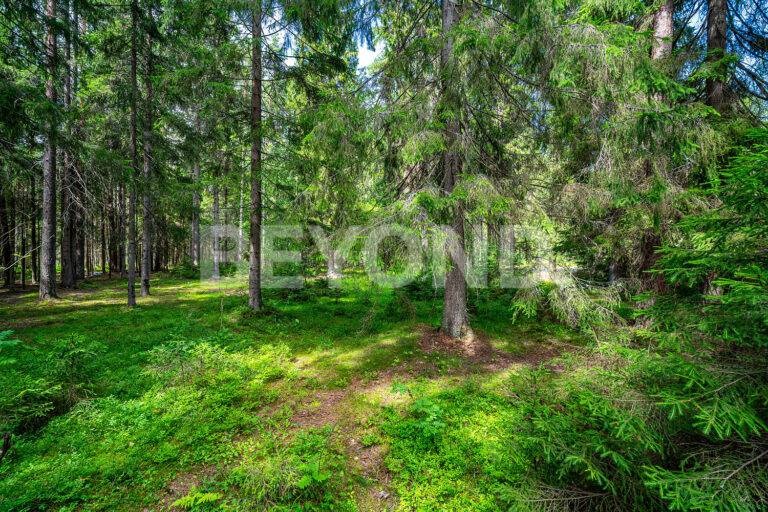 п. ушково – участок у залива в окружении векового леса фото 5