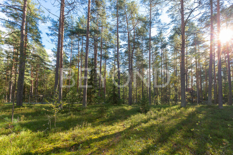 комарово - приватный участок на берегу финского залива фото 5