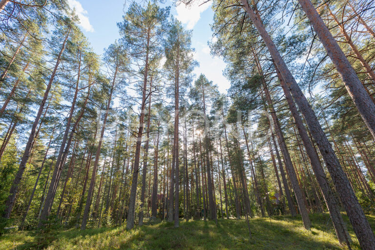 комарово - лесной участок в премиальной локации фото 2