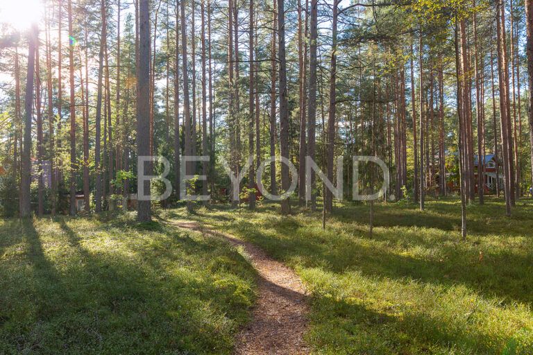 комарово - лесной участок в премиальной локации фото 5