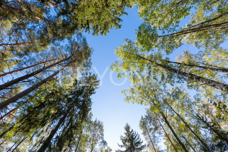 «морские террасы»‎ - участок в закрытом поселке с видом на залив фото 4