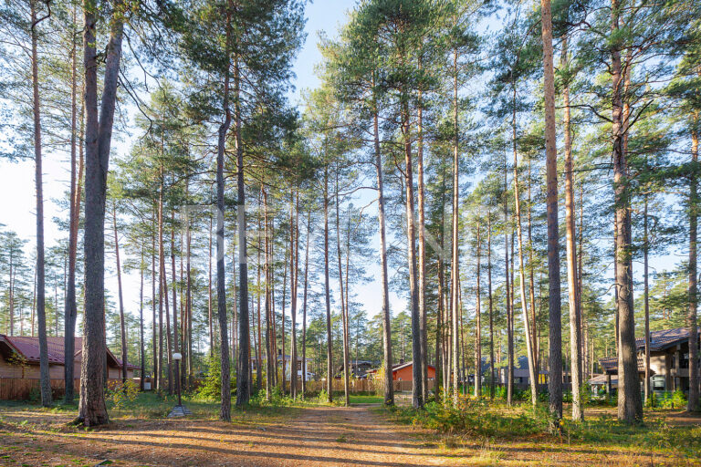 «волшебное озеро» - участок с вековыми соснами на берегу озера фото 5