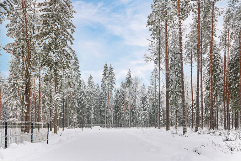 «‎репинские озёра» - посёлок в окружении леса фото 2