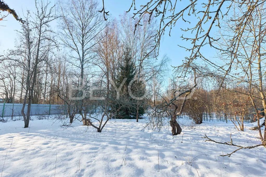 Шикарные ели на территории участка