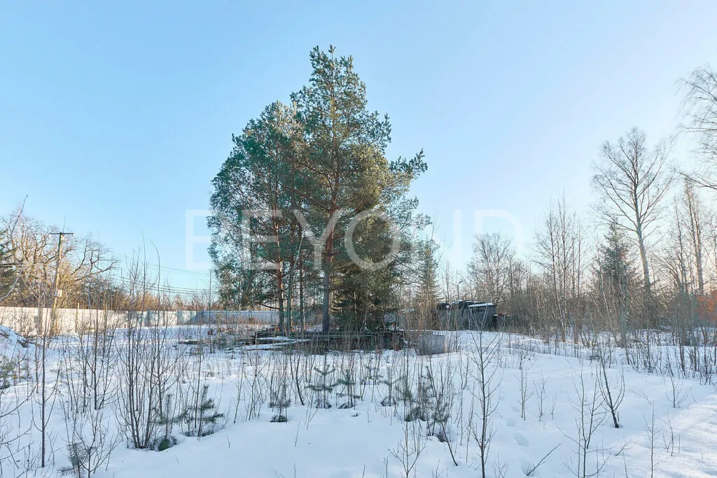 Вековые сосны