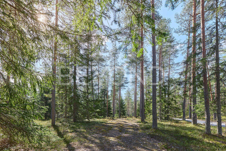 «вереск» - участок в окружении соснового леса фото 2
