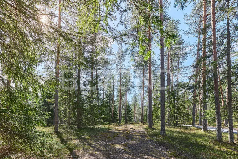 «вереск» - участок в окружении соснового леса фото 2