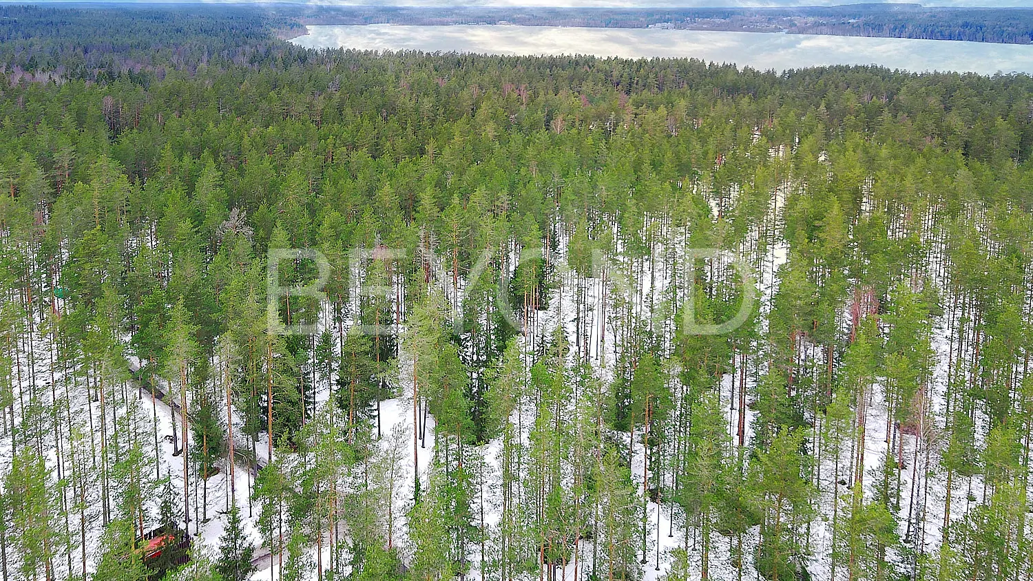 «Вереск» - участок в окружении соснового леса pic-3
