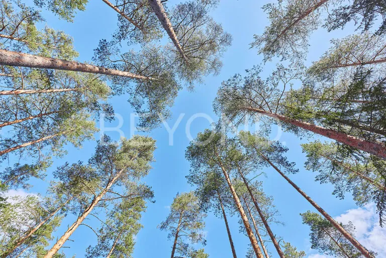 «вереск» - участок в окружении соснового леса фото 4