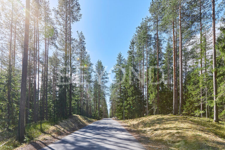 «вереск» - участок в окружении соснового леса фото 1