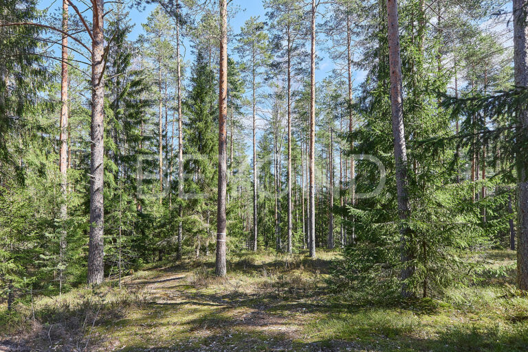 кп «‎вереск»‎ - светлый сосновый участок фото 2