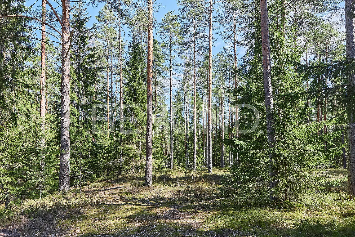 КП «‎Вереск»‎ - светлый сосновый участок pic-2