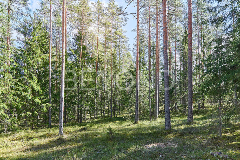 кп «‎вереск»‎ - светлый сосновый участок фото 3