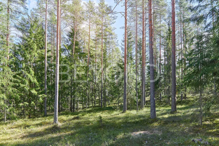 кп «‎вереск»‎ - светлый сосновый участок фото 3