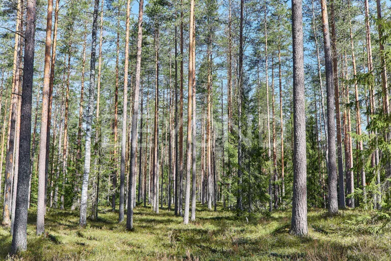 кп «‎вереск»‎ - светлый сосновый участок фото 4