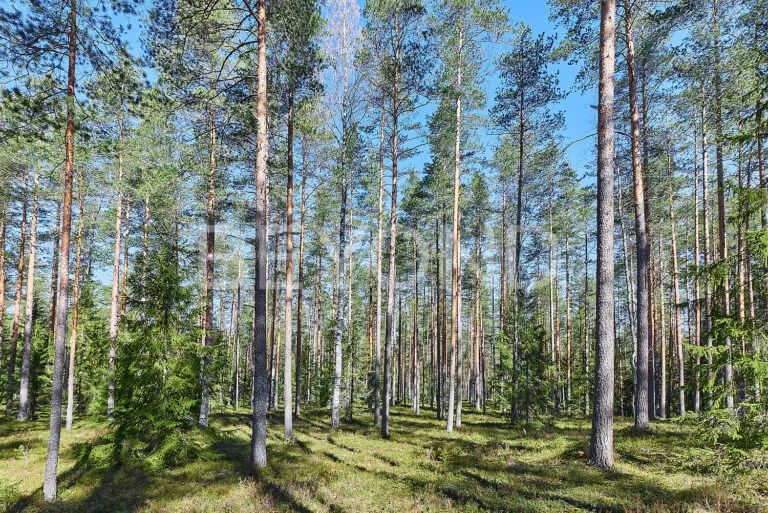 кп «‎вереск»‎ - светлый сосновый участок фото 5