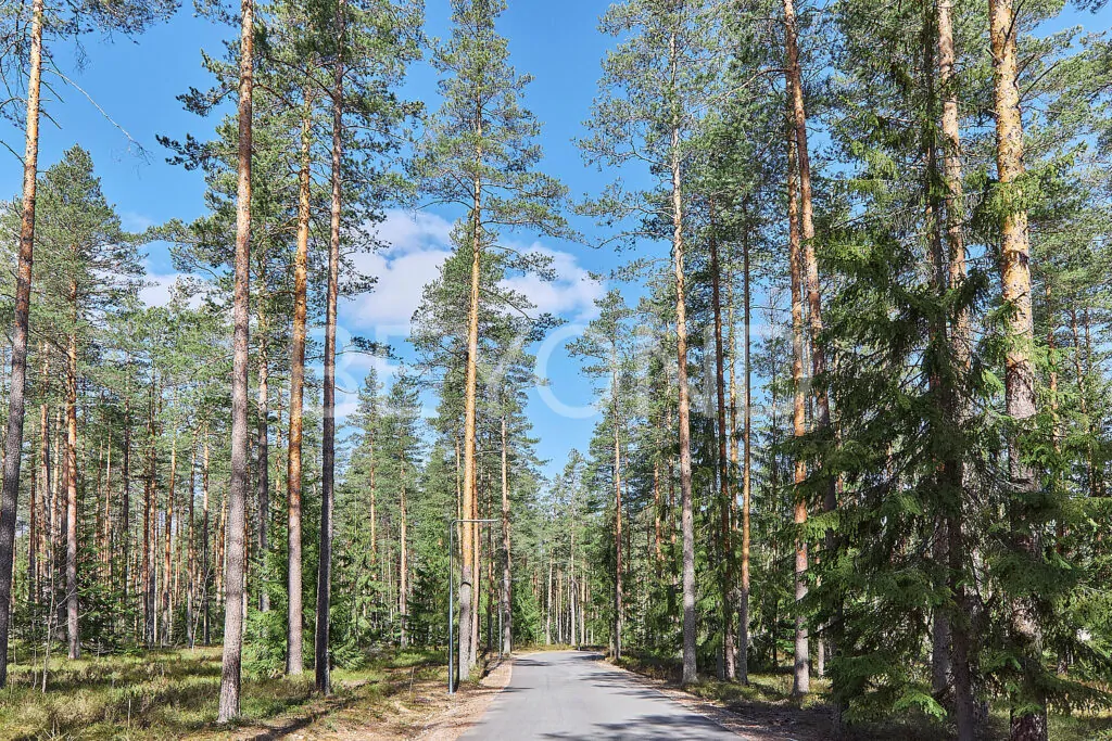Центральная дорога