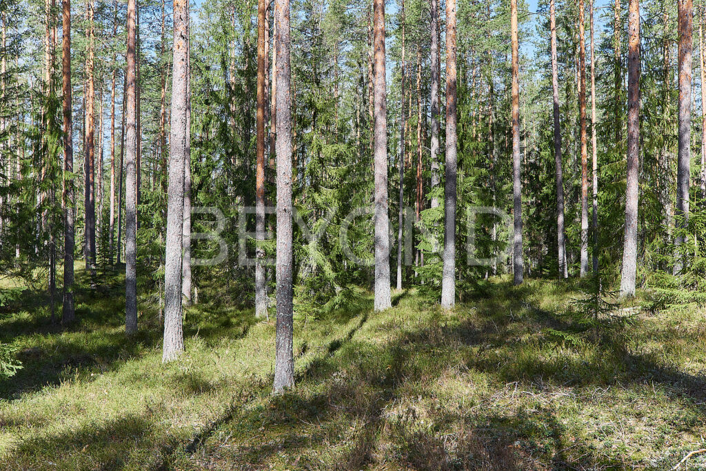 Черничная поляна