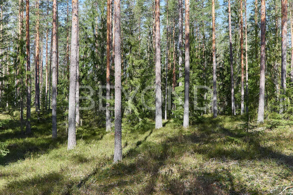 Черничная поляна