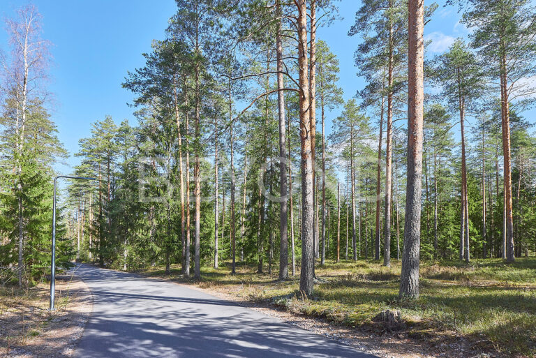 кп «‎вереск»‎ - светлый сосновый участок фото 1