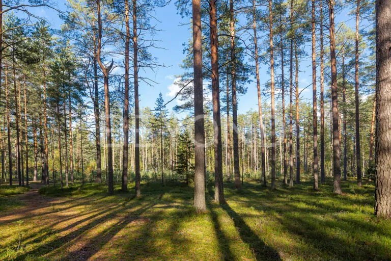 комарово - 1,4 га в лесу вблизи финского залива фото 4