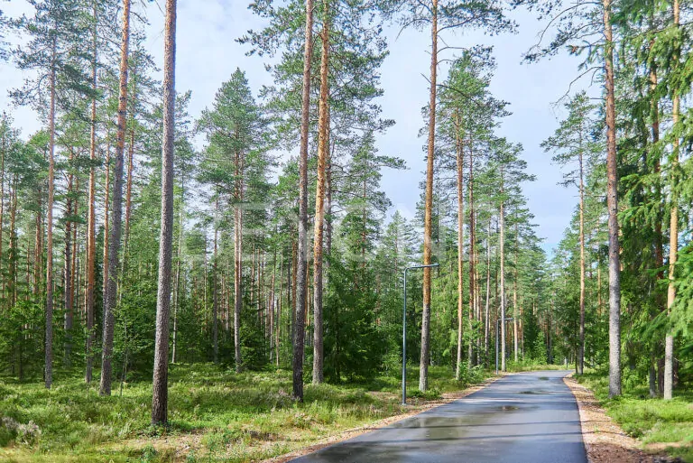 кп «вереск‎» - участок мечты для живописных пейзажей фото 2