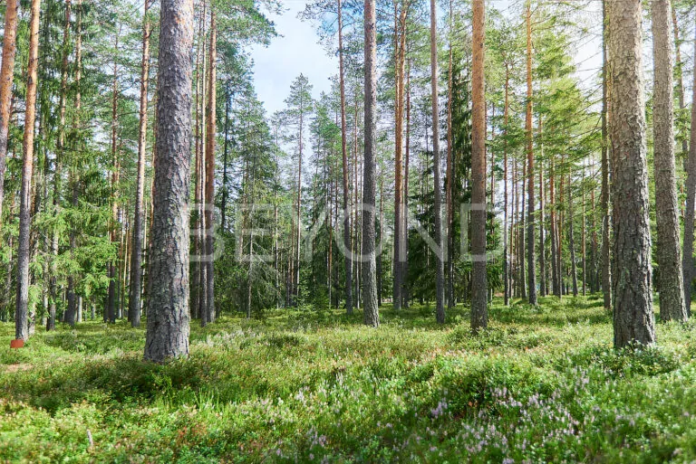 кп «вереск‎» - участок мечты для живописных пейзажей фото 3