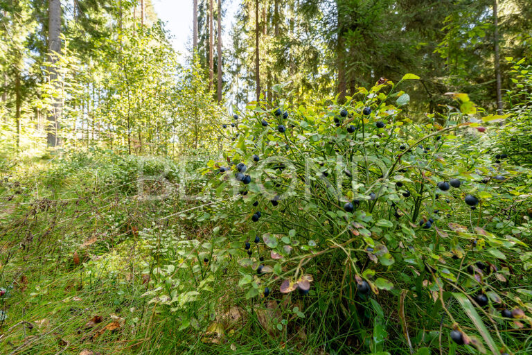 г. зеленогорск - живописный сосновый участок в охраняемом поселке фото 4