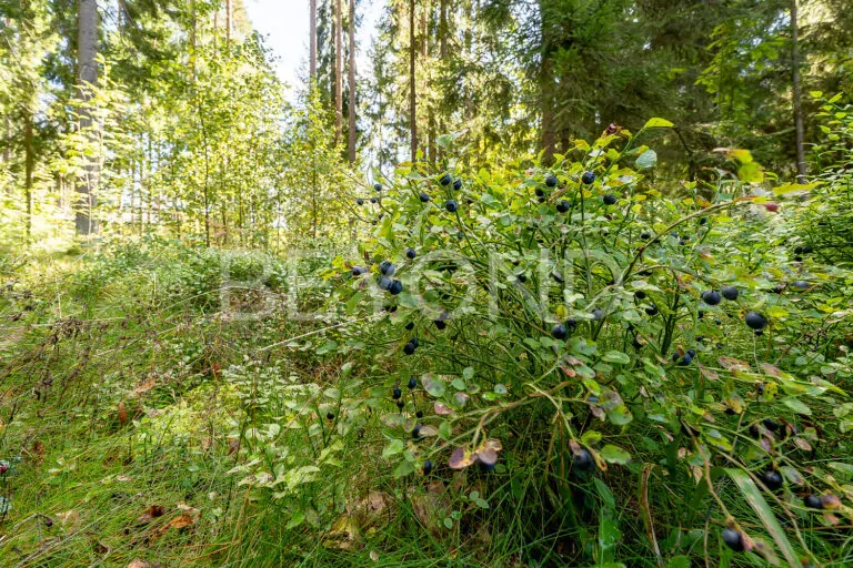 г. зеленогорск - живописный сосновый участок в охраняемом поселке фото 4