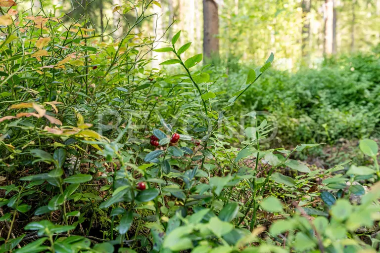 г. зеленогорск - живописный сосновый участок в охраняемом поселке фото 5