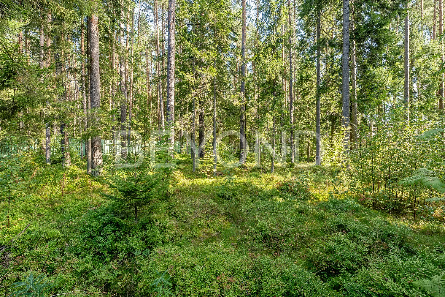 г. зеленогорск - живописный сосновый участок в охраняемом поселке фото 1