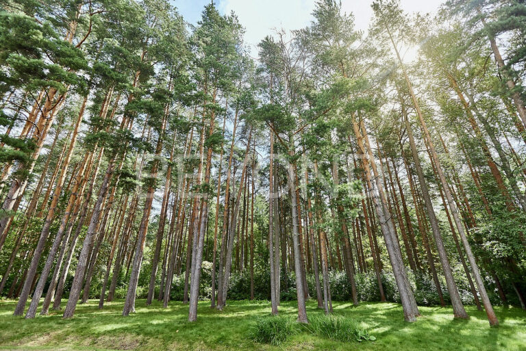 г. сестрорецк - участок в окружении парков и воды фото 1