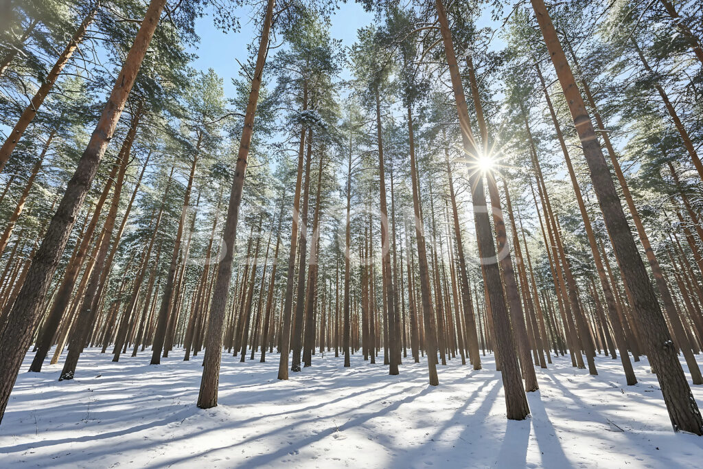 окружение соснового леса