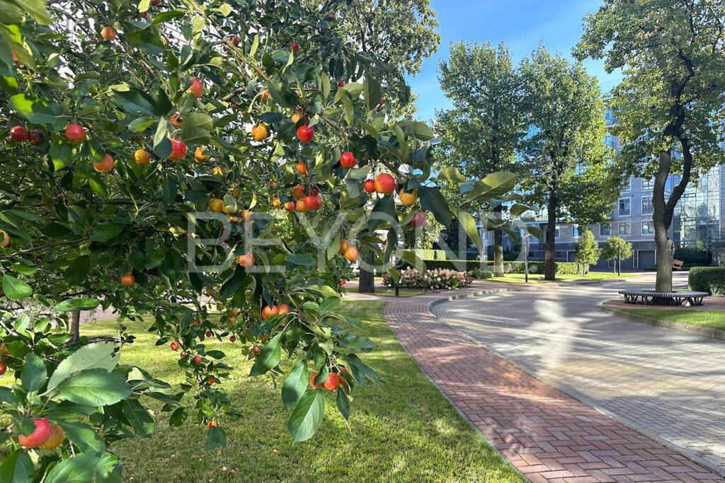 Фруктовые деревья вдоль прогулочных аллей