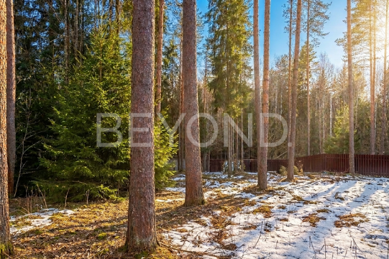 "западная лица" - сосновый участок для создания дома мечты фото 2