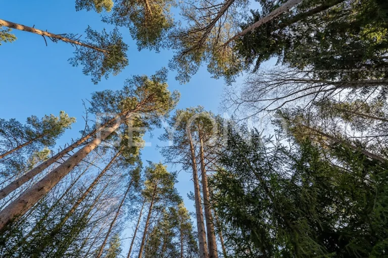"западная лица" - сосновый участок для создания дома мечты фото 4