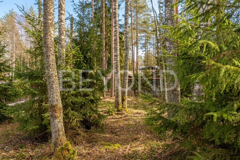 "западная лица" - сосновый участок для создания дома мечты фото 5