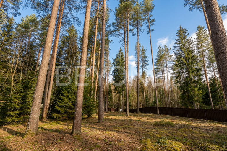 "западная лица" - сосновый участок для создания дома мечты фото 1